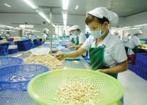 Vietnam’s cashew exports rank first worldwide in 2018
