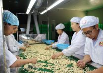 Vietnamese cashew sector seeks to increase export value